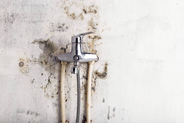 Best Local Mold Removal Service  in Scow Mills, MO