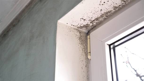 Best Office Mold Removal Services  in Scow Mills, MO
