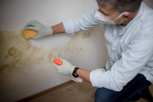 Mold Testing and Removal in Moscow Mills, MO