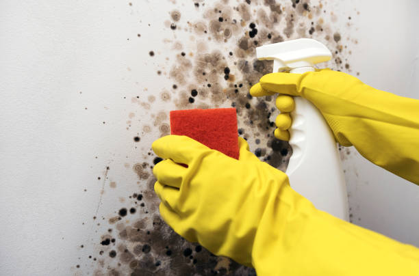 Best Residential Mold Removal  in Scow Mills, MO