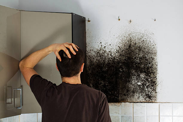 Mold Removal and Inspection in Moscow Mills, MO
